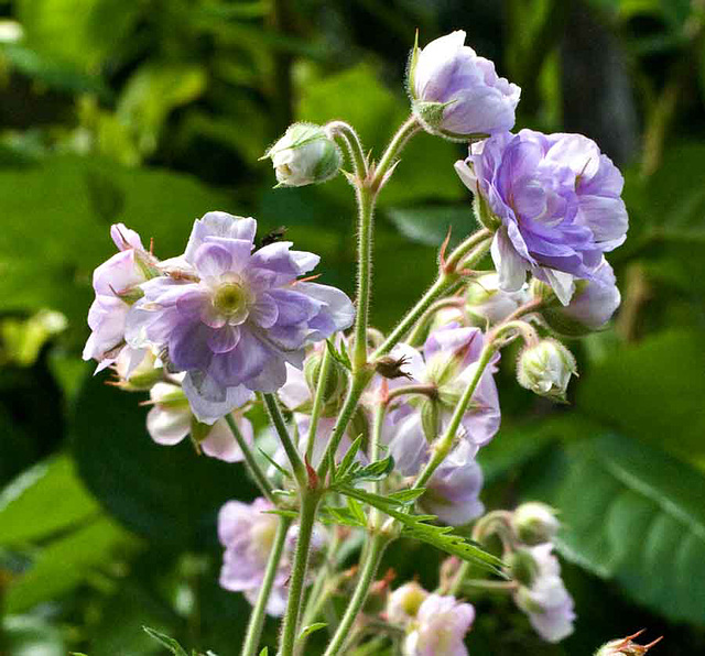 a double geranium