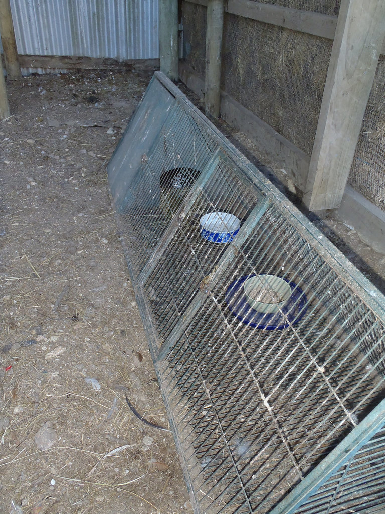 Aggie in the broody box