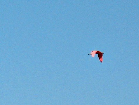 ? ID confirmed... Roseate Spoonbill..