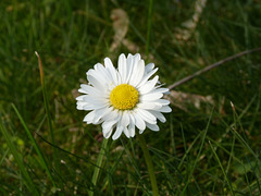 Zauberhafte Gänseblümchen ...