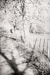 Poplar Shadows