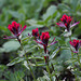 Small-flowered Paintbrush