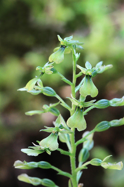 Listera banksiana