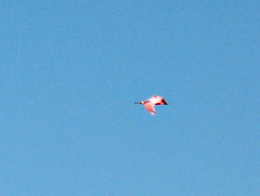 .. Roseate Spoonbill