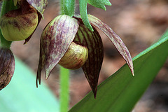 Cypripedium fasciculatum fma. purpureum