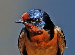 Barn Swallow Portrait