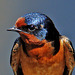 Barn Swallow Portrait