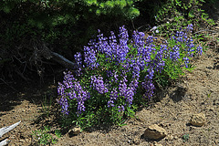 Lupine