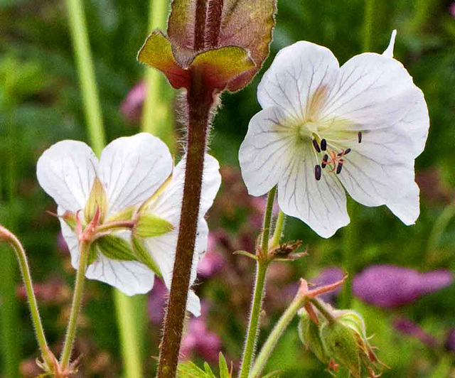 tall white geranium