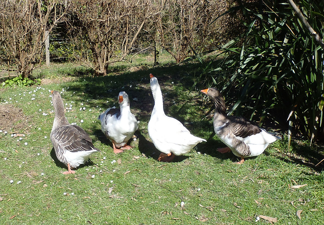 Gazza the gander joins the gaggle