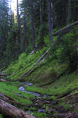 Early Morning Along the Trail