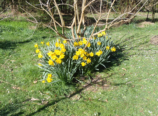 daffodils around the mulberry tree