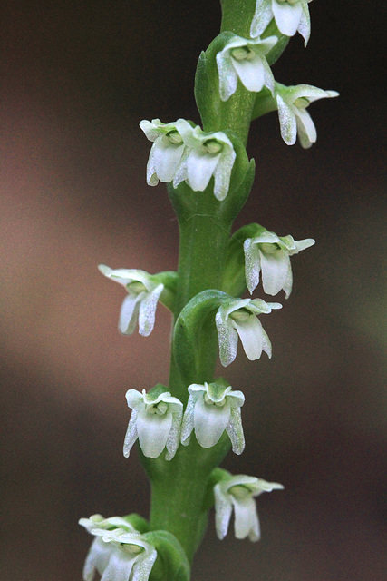 Piperia candida