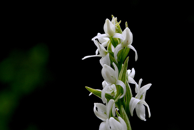 White Bog Orchis