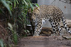 Leopard Aman (Wilhelma)