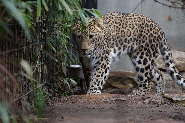 Leopard Aman (Wilhelma)