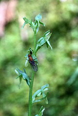 Platanthera stricta