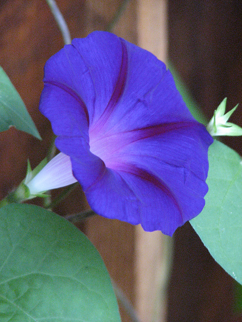 Morning Glory