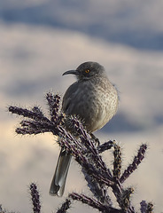 Curved Bill Thrasher