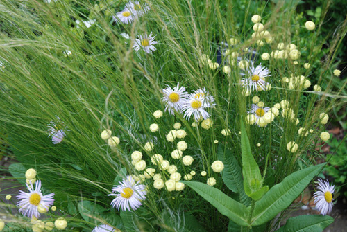 Daisys