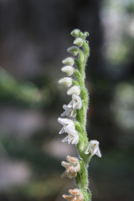 Goodyera repens