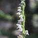 Goodyera repens