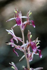 Corallorhiza mertensiana fma. pallida