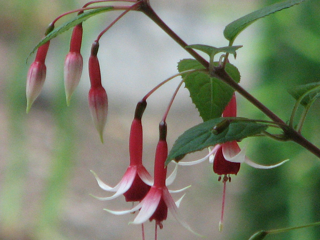 Fuchsia