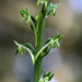 Piperia elongata