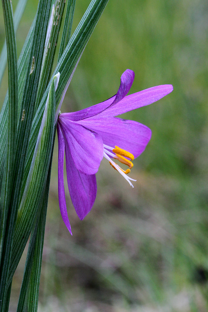 Grass Widow