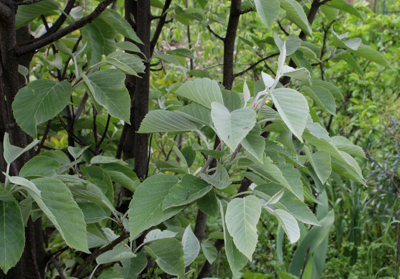 Malus 'Tschonoskii'
