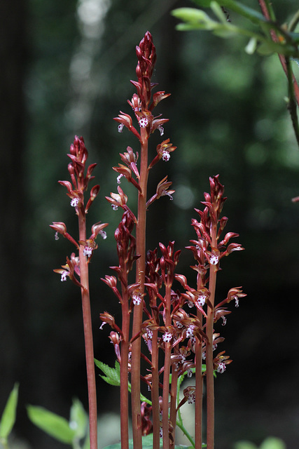 Western Spotted Coralroot