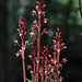 Western Spotted Coralroot