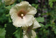 Hollyhock