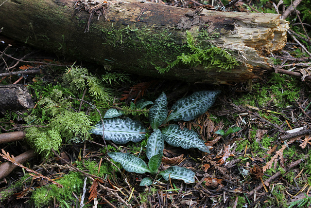 Goodyera oblongifolia fma. reticulata