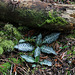 Goodyera oblongifolia fma. reticulata