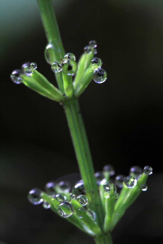 Dew Drops