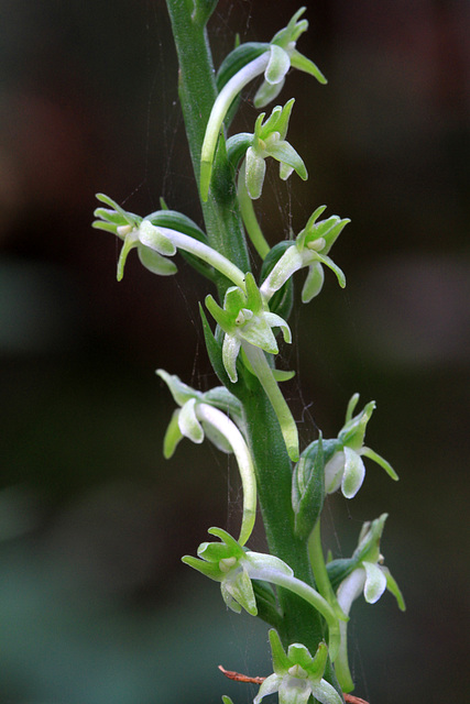 Piperia elongata