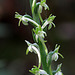 Piperia elongata