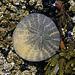 Sand Dollar