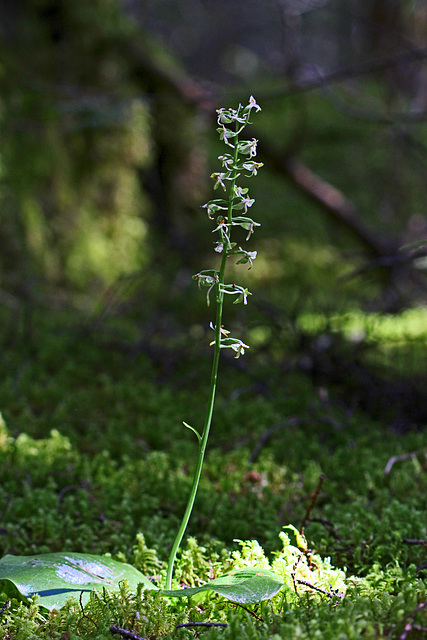 Platanthera orbiculata