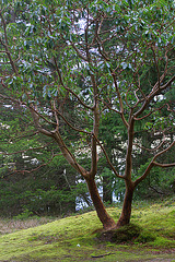 Pacific Madrone