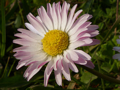 Gänseblümchen in Rosa