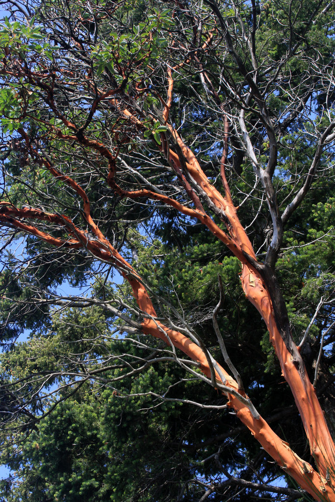 Pacific Madrone