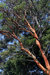 Pacific Madrone