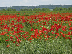 poppies