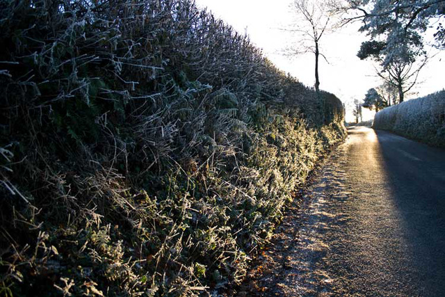 low sun frosty hedge