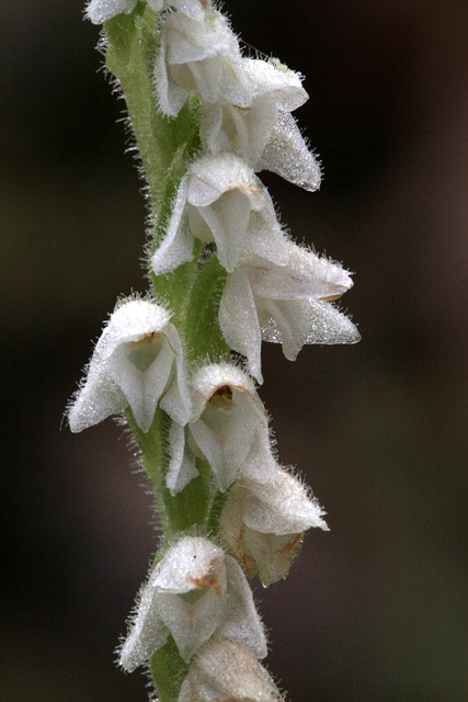 Goodyera repens