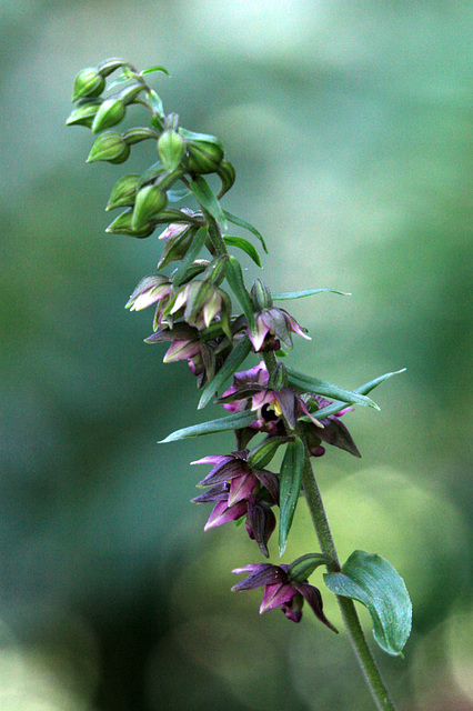 Epipactis helleborine