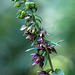 Epipactis helleborine